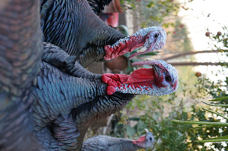 closeup photo of three turkeys thumbnail