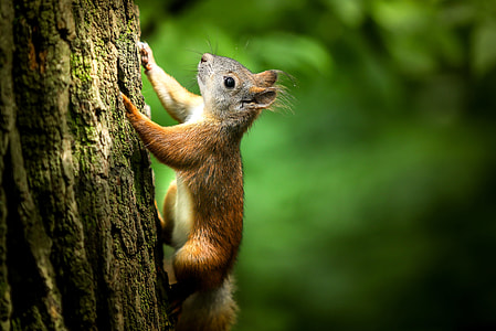 brown squirrel climbing the tree thumbnail