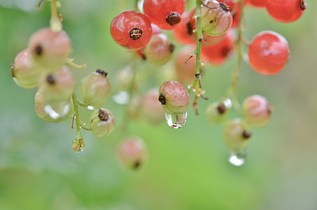 macro photography of water drops and berries thumbnail