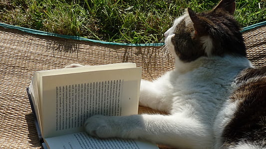 white and black cat holding book at daytime thumbnail