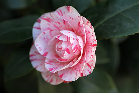 pink petaled flower thumbnail
