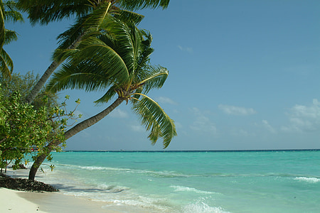 green palm tree on seashore thumbnail