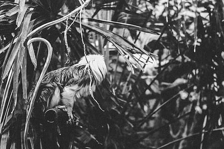 Grayscale Photography of Animal Perching on Metal Near Plants thumbnail