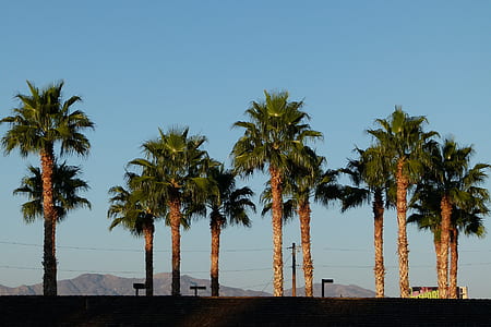 palm trees near road thumbnail