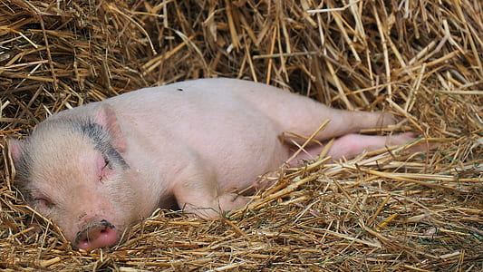closeup photography of piglet lying on hay thumbnail