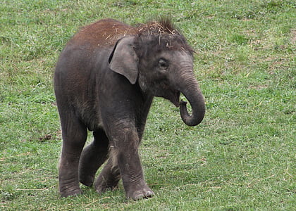 black elephant standing on green grass field thumbnail