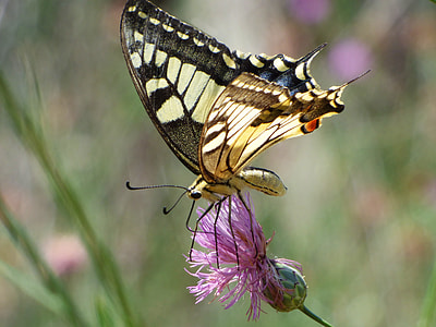 Machaon, Papilio Machaon thumbnail