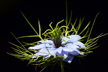Virgin In The Green, Nigella Damascena thumbnail