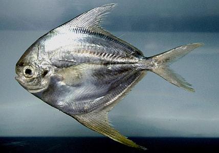 American harvestfish - Peprilus paru thumbnail