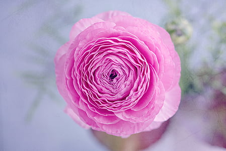 selective focus photography of pink petaled flower thumbnail