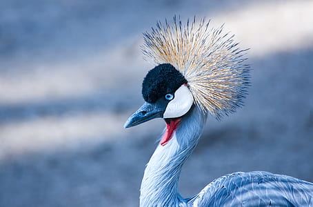 selective focus photography of medium-beaked blue bird thumbnail
