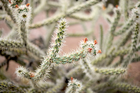selective focus photography of cactus thumbnail