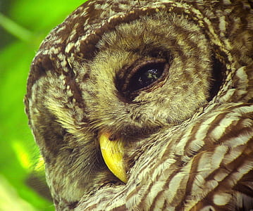 closeup photography of brown owl thumbnail