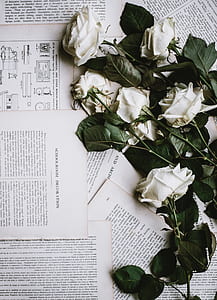 white roses on book pages thumbnail