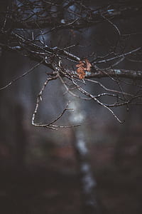 selective focus of green leaf plant thumbnail