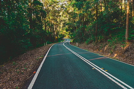 gray and white concrete road between lined trees thumbnail