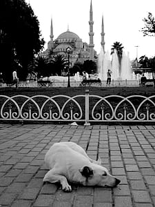 grayscale photography of dog lying near fence and fountain at distance thumbnail