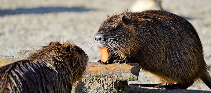 two brown rodents thumbnail