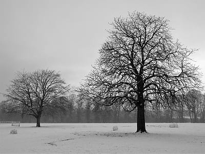 grayscale photo of trees thumbnail