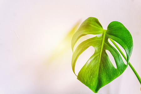 plant, leaf, green, growth thumbnail