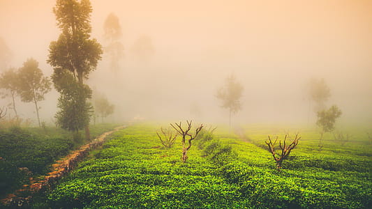 Green Grass Field and Trees thumbnail