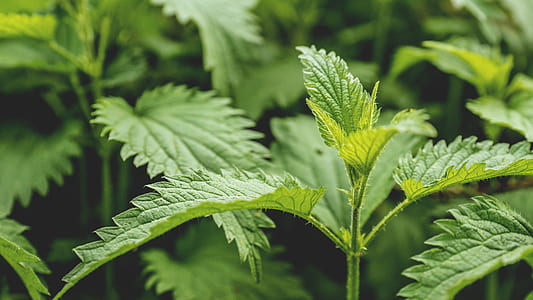 nature, blur, leaves, plants thumbnail