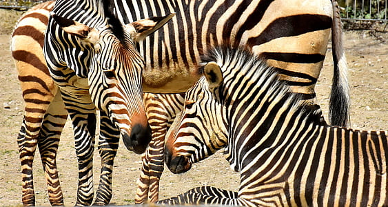 photo of two zebra thumbnail