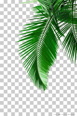 Arecaceae Leaf White , Green palm leaves material, green leaf PNG clipart