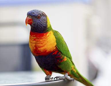 macro shot photography of orange, green, and blue bird thumbnail