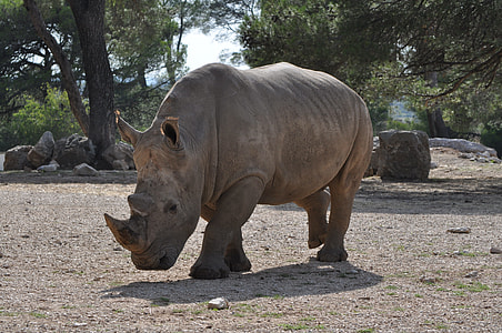 rhinoceros on field during daytime thumbnail