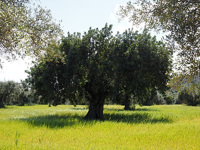 view of tree during day time thumbnail