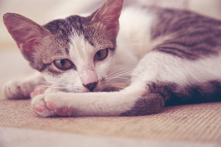 Tabby Cat Lying on Bed thumbnail