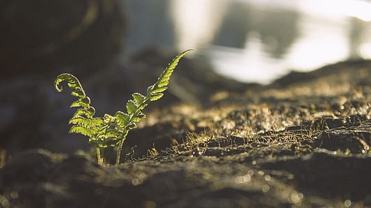 selective focus photography of green fern plant thumbnail