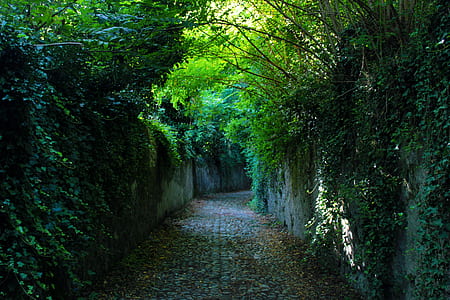 concrete wall covered in plants alley thumbnail