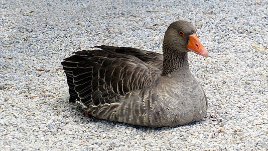 brown duck on grey sand thumbnail