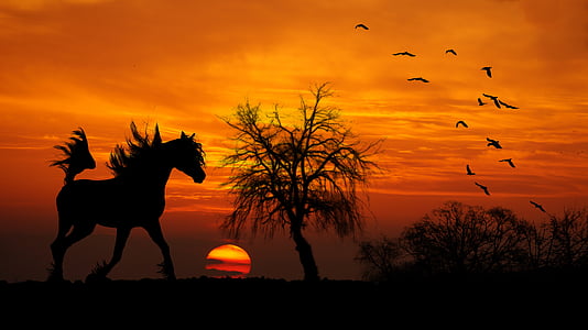silhouette of horse near bare tree during golden hour thumbnail
