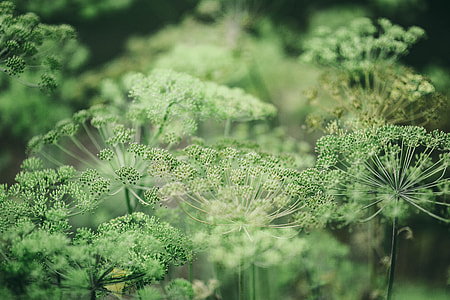 Flowers, fruits and vegetables in the garden thumbnail