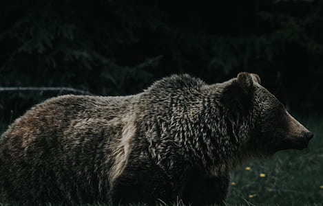 grizzly bear in the forest thumbnail