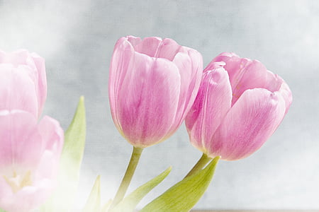 pink petaled flower painting thumbnail