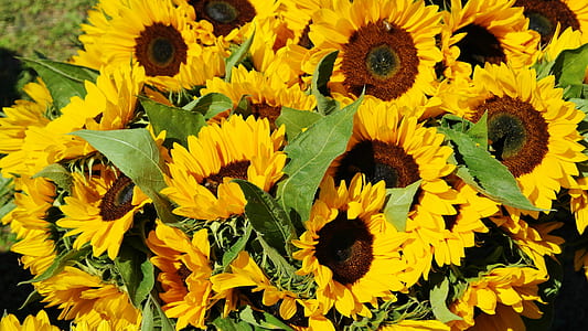 sunflowers during day timer thumbnail