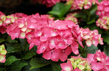 macro photography of pink flowers thumbnail