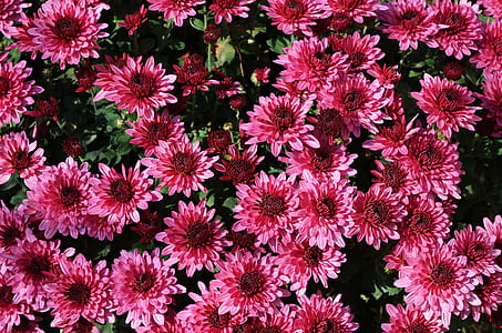 pink daisy flowers thumbnail