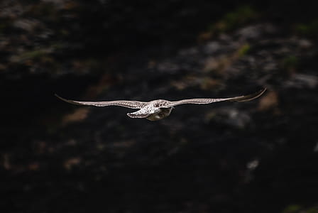 Close-up Photography of Flying Bird thumbnail