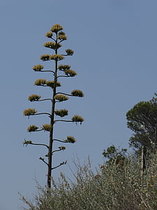 low-angle view of tall conifer leafed tree thumbnail