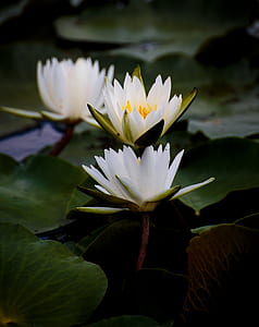 selective focus photography of white water lily flowers thumbnail