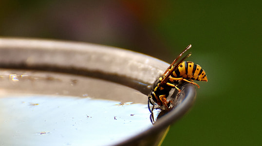 close up photo of bee drinking on grey cup thumbnail