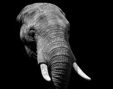 grayscale photo of elephant thumbnail