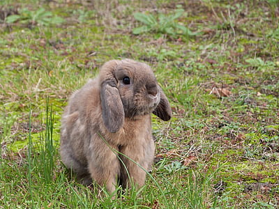 brown rabbit on green grass thumbnail