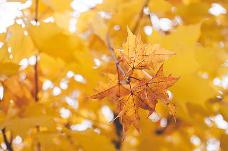 Yellow Oak Leaf Close-up Photography thumbnail