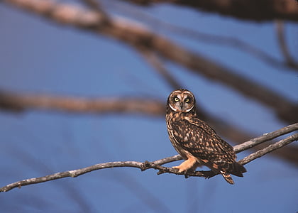owl perched on branch thumbnail